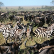 zebra's among a migarting herd of wildebeest